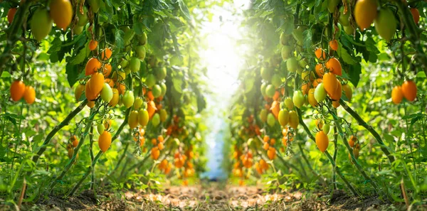 Greenhouse Cherry Tomatoes Organic Farm High Quality Photo — Stock Photo, Image
