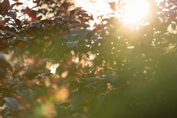 Размытый Естественный Зеленый Весенний Летний Боке Фон Высокое Качество Фото — стоковое фото