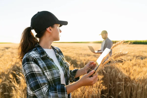 농부들은 곡물밭을 검사하여 디지털 태블릿 노트북에서 정보를 클라우드로 보낸다 — 스톡 사진