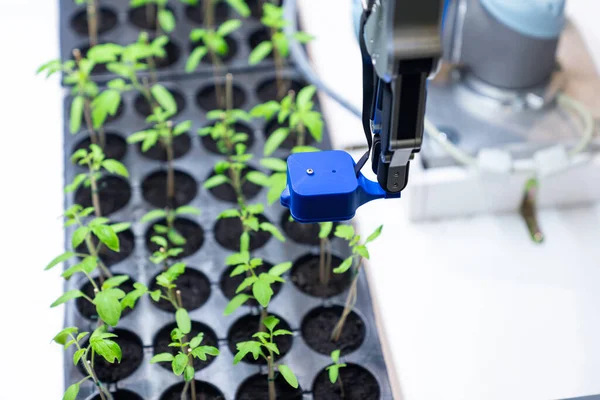 Robot Skleníku Vyhodnocuje Kvalitu Sazenic Rajčat Pomocí Senzoru Inteligentní Zemědělství — Stock fotografie
