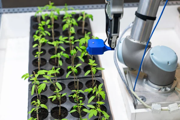 温室内のロボットは センサーを使用してトマトの苗の品質を評価します スマート農業の概念 高品質の写真 — ストック写真