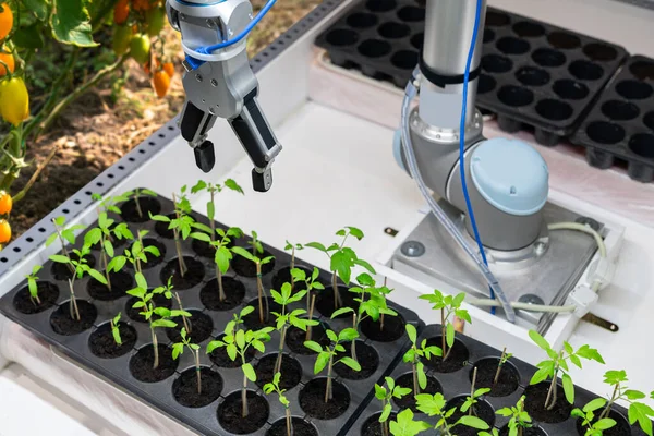 Robô Estufa Avalia Qualidade Das Mudas Tomate Usando Sensor Conceito — Fotografia de Stock