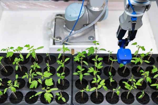 温室内のロボットは センサーを使用してトマトの苗の品質を評価します スマート農業の概念 — ストック写真
