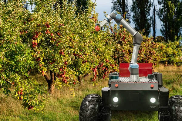 Raccoglitore Robot Autonomo Con Raccolta Robotizzata Delle Mele Azienda Agricola — Foto Stock