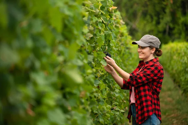 Uma Agricultora Examina Vinha — Fotografia de Stock