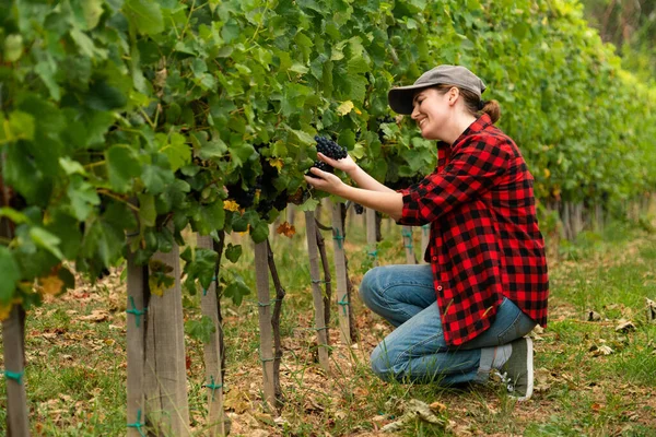 Woman Farmer Examines Vineyard — Stock Photo, Image