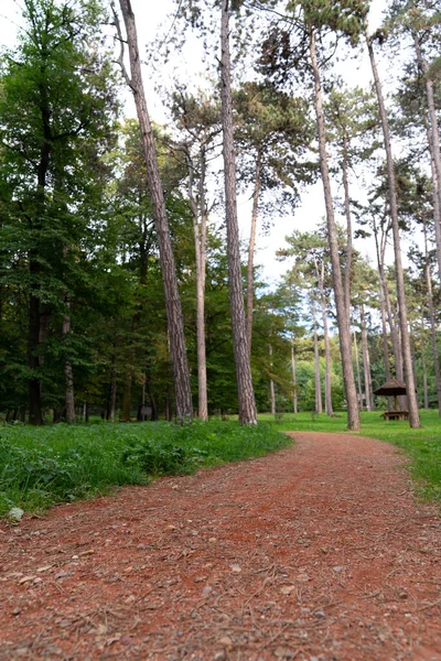 Caminho Parque Florestal Foto Alta Qualidade — Fotografia de Stock