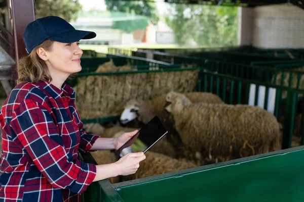 Mulher Agricultora Com Comprimido Num Prego Ovelhas Gestão Dos Efectivos — Fotografia de Stock