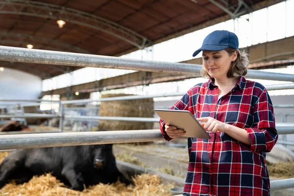 Mujer Agricultora Con Tablet Computer Inspecciona Vacas Una Granja Lechera —  Fotos de Stock