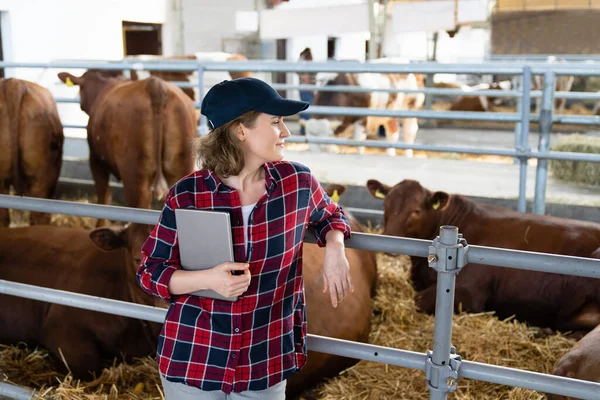 Kobieta Rolnik Tabletem Sprawdza Krowy Gospodarstwie Mleczarskim Zarządzanie Stadem — Zdjęcie stockowe