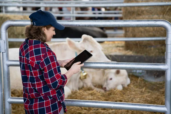 Kobieta Rolnik Tabletem Sprawdza Krowy Gospodarstwie Mleczarskim Zarządzanie Stadem — Zdjęcie stockowe