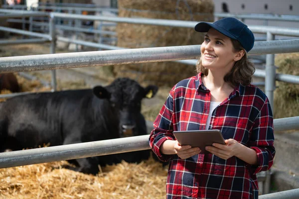 Mulher Agricultora Com Computador Tablet Inspeciona Vacas Uma Fazenda Laticínios — Fotografia de Stock