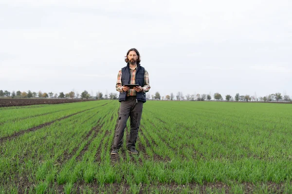 Genç Buğday Tarlasında Dijital Tabletli Çiftçi Akıllı Tarım Dijital Tarım — Stok fotoğraf