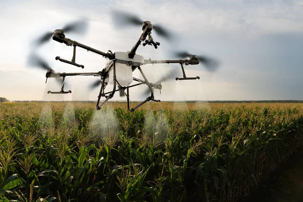 Drohne Fliegt Über Maisfeld Smart Farming Und Präzisionslandwirtschaft — Stockfoto