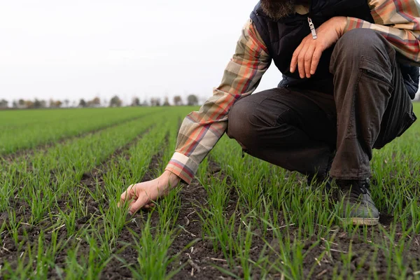 Çiftçi Tarladaki Genç Buğdaya Elleriyle Dokunur — Stok fotoğraf