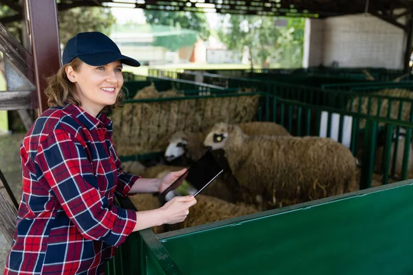 Mulher Agricultora Com Comprimido Num Prego Ovelhas Gestão Dos Efectivos — Fotografia de Stock
