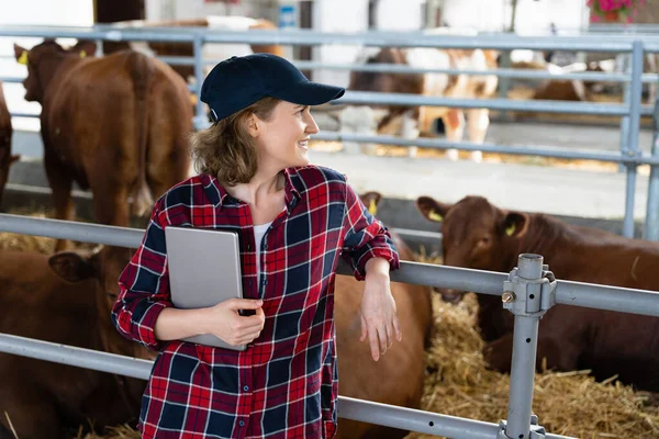Woman farmer with tablet at a dairy farm. Herd management