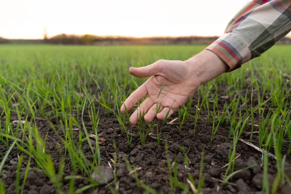 Stock image Farmer touches the young wheat in the field with his hand. Close-up.