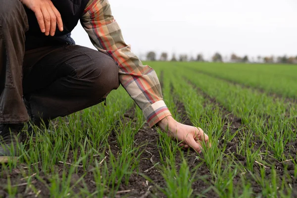 stock image Farmer touches the young wheat in the field with his hand. Close-up.