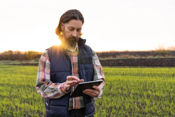 Boer Met Digitale Tablet Jonge Tarweveld Slimme Landbouw Digitale Landbouw — Stockfoto