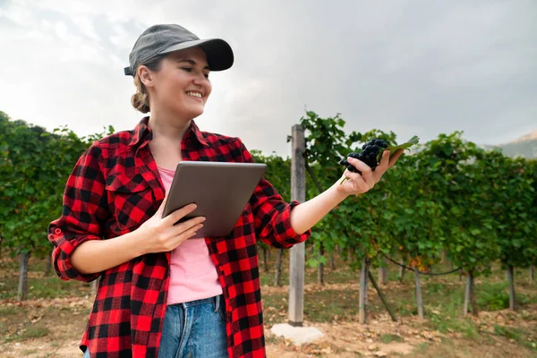 Uma Agricultora Examina Vinha Envia Dados Para Nuvem Partir Tablet — Fotografia de Stock