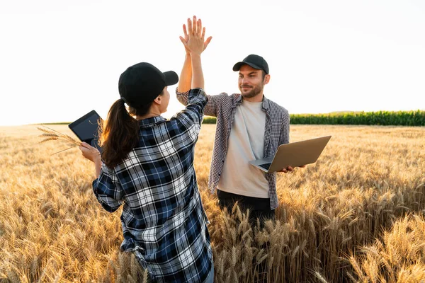Farmers Man Woman Tablet Laptop High Five Wheat Field Sunset —  Fotos de Stock
