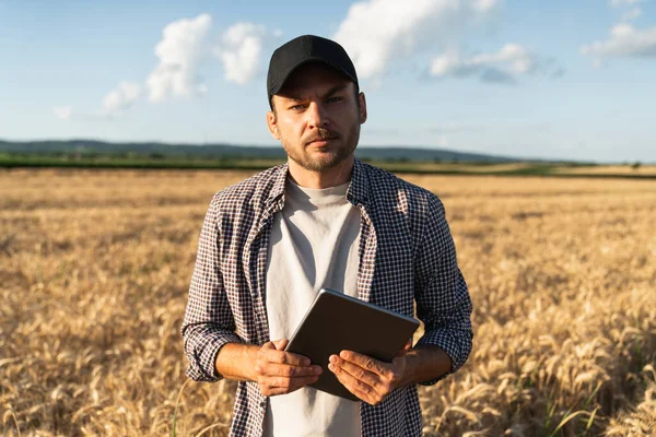 Farmer Examines Field Cereals Sends Data Cloud Tablet Smart Farming — Stockfoto