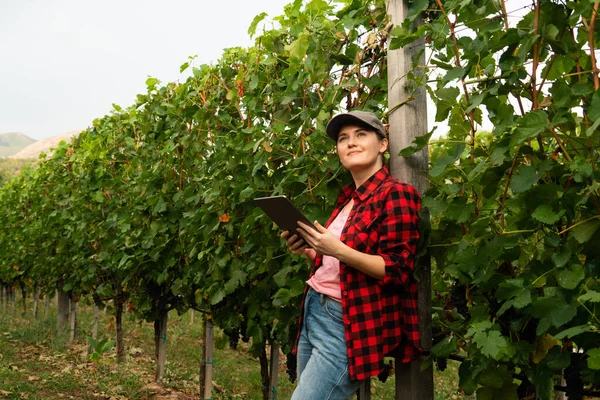 Kobieta Rolnik Bada Winnicę Wysyła Dane Chmury Tabletu Inteligentne Rolnictwo — Zdjęcie stockowe