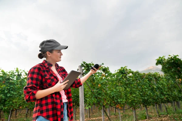 一位女农民检查葡萄园 并从平板电脑向云发送数据 智能农业和数字农业 — 图库照片