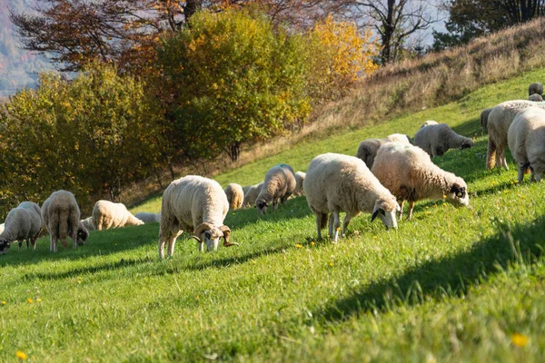 Пасутся Овцы Пастбище Горах — стоковое фото