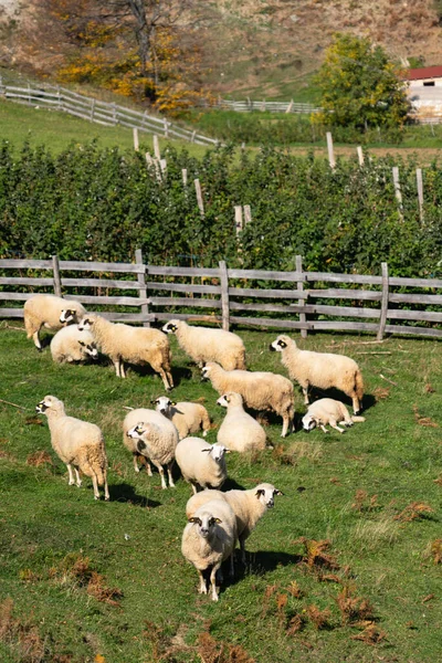 Πρόβατα Που Βόσκουν Ένα Λιβάδι Στα Βουνά — Φωτογραφία Αρχείου