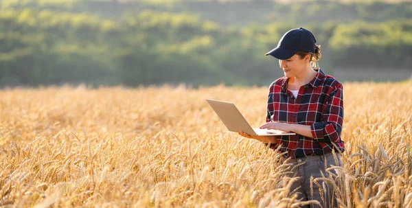Bäuerin Arbeitet Mit Laptop Auf Weizenfeld Smart Farming Und Digitale — Stockfoto