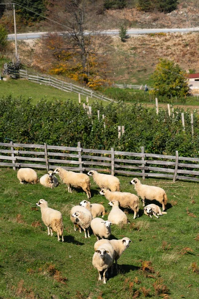 Πρόβατα Που Βόσκουν Ένα Λιβάδι Στα Βουνά — Φωτογραφία Αρχείου