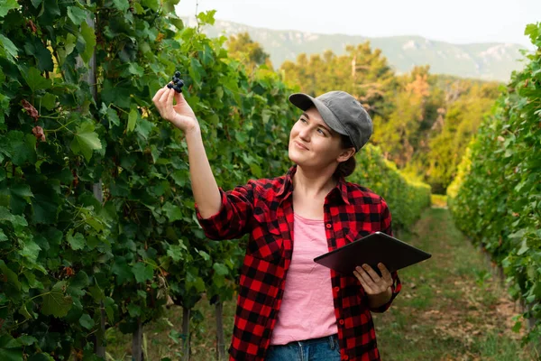 Женщина Фермер Осматривает Виноградник Отправляет Данные Облако Планшета Умное Сельское — стоковое фото