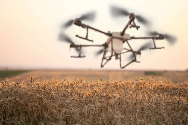 Drone Sprayer Flies Wheat Field Smart Farming Precision Agriculture — Stockfoto