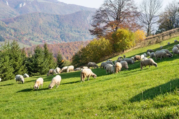 Вівця Пасовищі Горах — стокове фото