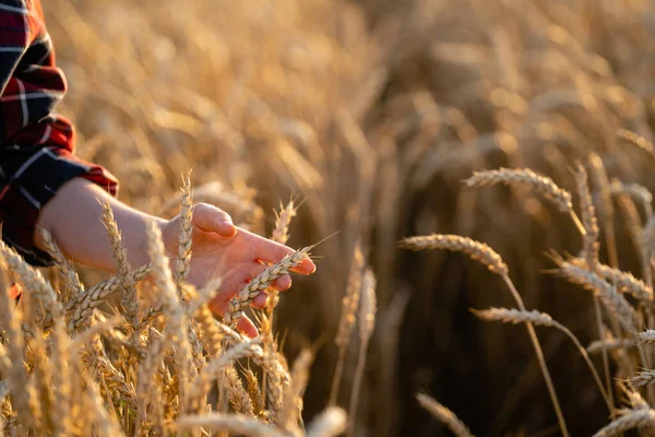 Woman Farmer Touches Ears Wheat Agricultural Field — Stock fotografie