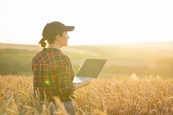 小麦畑でノートパソコンを使って働く女性農家 スマート農業とデジタル農業 — ストック写真