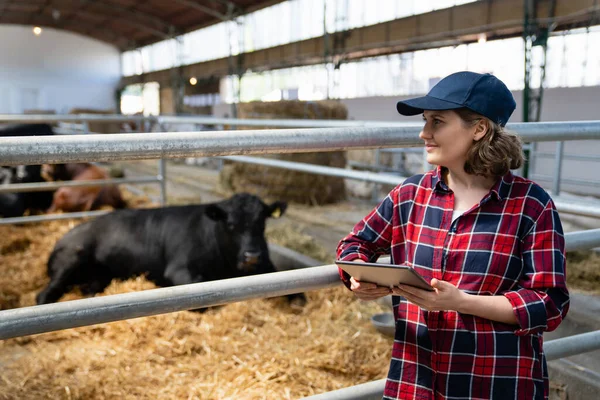 Mulher Agricultora Com Tablet Uma Fazenda Laticínios Gestão Dos Efectivos — Fotografia de Stock