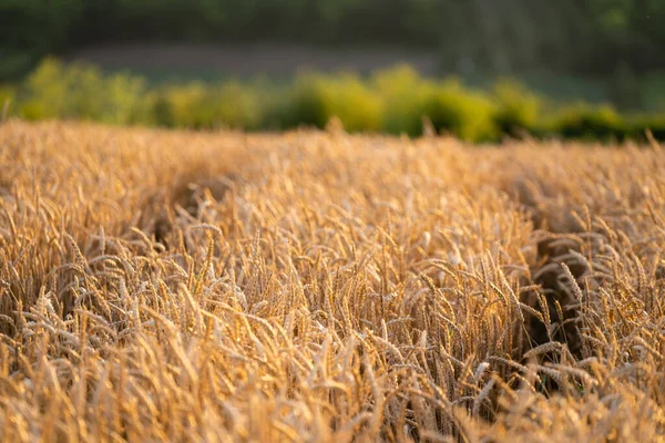 Zlaté Pšeničné Pole Při Západu Slunce — Stock fotografie