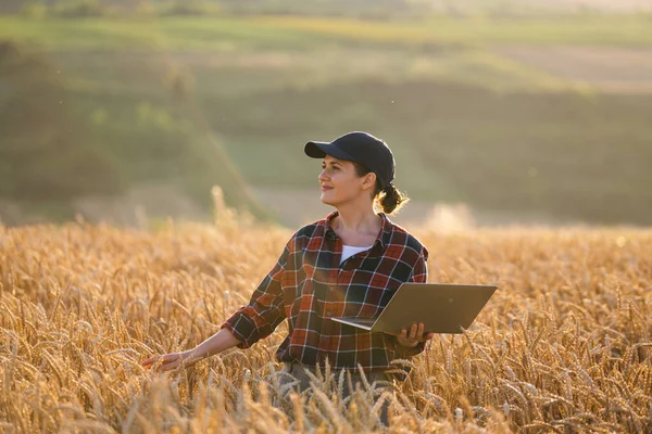 Kobieta Farmerka Pracująca Laptopem Polu Pszenicy Inteligentne Rolnictwo Rolnictwo Cyfrowe — Zdjęcie stockowe