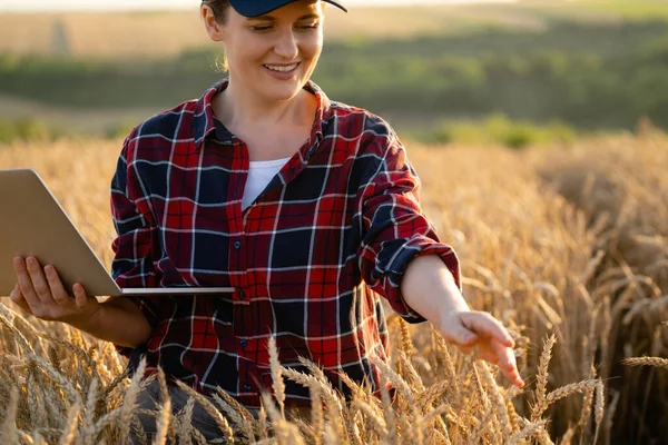 Female Farmer Working Laptop Wheat Field Smart Farming Digital Agriculture — Stock Photo, Image