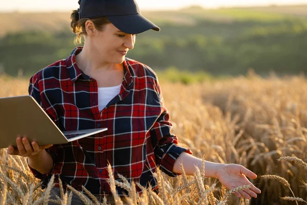 女农民在麦田里用笔记本电脑干活 智能农业和数字农业 — 图库照片