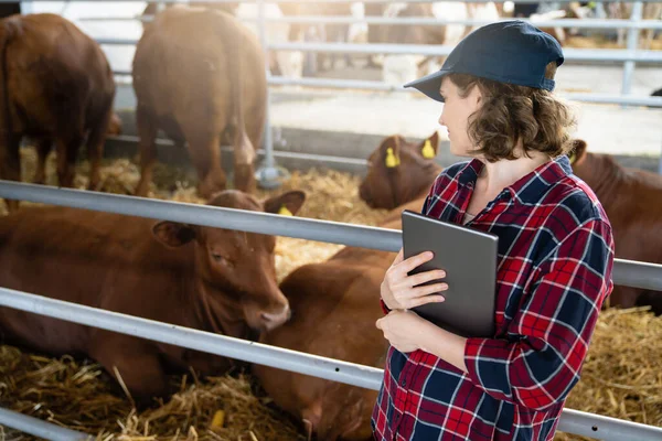 Woman Farmer Tablet Dairy Farm Herd Management Stock Photo