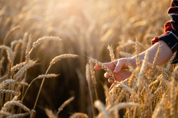 Woman Farmer Touches Ears Wheat Agricultural Field — Stock fotografie