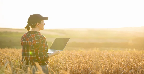 Woman Farmer Working Laptop Wheat Field Smart Farming Digital Agriculture — Stock Photo, Image