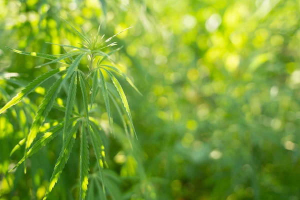 Primer Plano Una Planta Cannabis —  Fotos de Stock