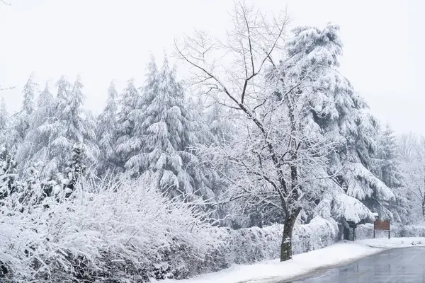 Paisaje Invernal Con Árboles Cubiertos Nieve Carretera — Foto de Stock