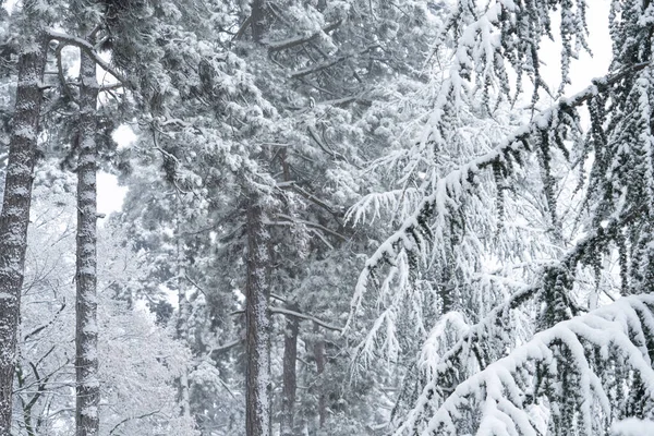 冬は雪に覆われた木 — ストック写真