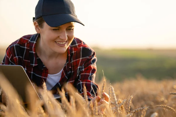 Женщина Фермер Работает Ноутбуком Пшеничном Поле Умное Сельское Хозяйство Цифровое — стоковое фото